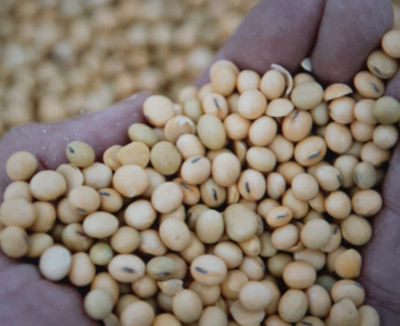 Grano de soja GMO para ganado - Foto 3