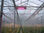 Grow Light led 600w Lámpara led de crecimiento para cultivos de interior - Foto 4