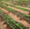 Herbicida ecológico para huertos y campos ecológicos - 1