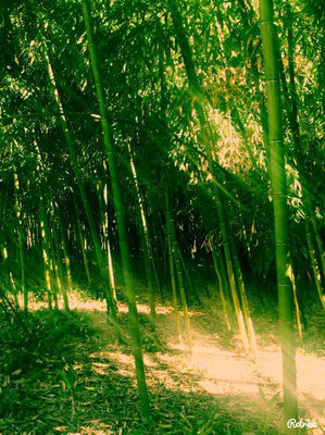 hermoso bambu del mejor desde 1500 vara !!