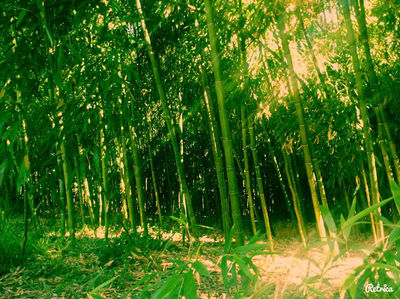 hermoso bambu del mejor desde 1500 vara !! - Foto 2