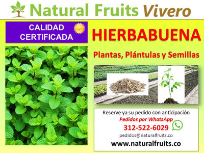 Hierbabuena Plántulas, Plantas y Semillas