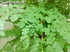 hoja seca de moringa oleifera