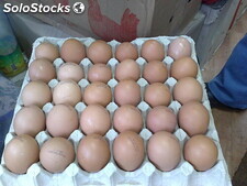 Huevos marrones y blancos