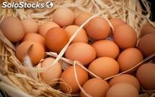 Huevos Organico