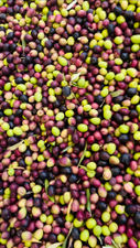 Huile d&#39;olive BIO extra vierge 2023/24 USDA Organic Certification Essaouira