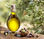 Huile d&amp;#39;olive en gros - Photo 2