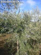 Huile d&#39;Olive pure et naturelle