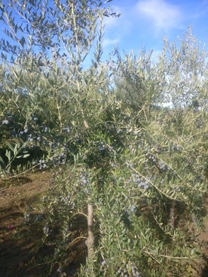 Huile d&#39;Olive pure et naturelle