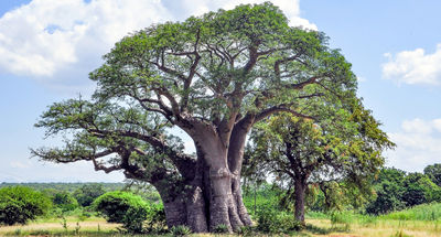 Huile de baobab