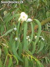 Huile essentielle d&#39;eucalyptus Globulus