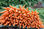 Huile essentielle de carotte - Photo 3