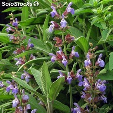 Idrolato o acqua aromatica di salvia ( Salvia officinalis )