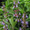 Idrolato o acqua aromatica di salvia ( Salvia officinalis ) - 1
