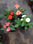 Impatience plante (plante a fleur plante ornementale) - 1