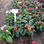 Impatience plante (plante a fleur plante ornementale) - Photo 2