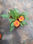 Impatience plante (plante a fleur plante ornementale) - Photo 3