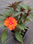 Impatience plante (plante a fleur plante ornementale) - Photo 4