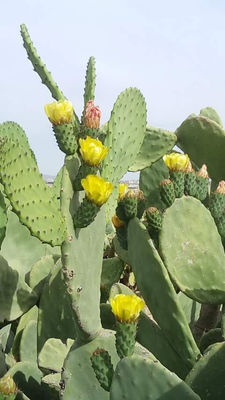 Infusion de fleurs de Cactus : Saveurs de Bien-être - Photo 2
