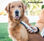InnovaGoods Elektrischer Knotenschneidekamm für Hunde - 1