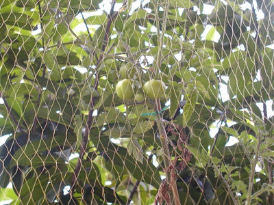 Invisible Green HDPE Anti Bird Net 49x30cm Bird Net humane live trap effective - Foto 2