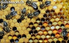 Jalea real-miel de abejas-polen-propoleo