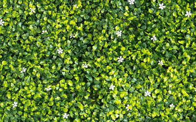 Jardin Vertical Mats - Boxwood White Flower