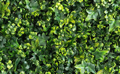 Jardín Vertical Quality - Lavandula Ivy - Foto 2