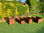 Jardinera cuadrada madera tropical 38,5 cm x 38,5 cm x 47,5 cm - Foto 3