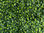 Jardines Verticales Mats - Boxwood Light Green - Foto 2