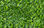 Jardines Verticales Mats - Lavender Leaf - 1