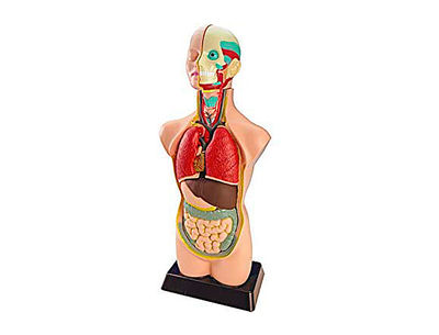 Juego miniland anatomia humana 11 piezas 50 cm - Foto 2