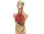 Juego miniland anatomia humana 11 piezas 50 cm - 1