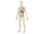 Juego miniland anatomia humana 45 piezas 56 cm - 1