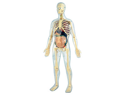 Juego miniland anatomia humana 45 piezas 56 cm - Foto 2