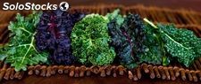 Kale o col rizada fresca 4 variedades