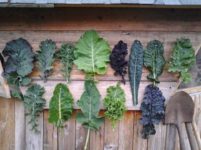 Kale o col rizada fresca 4 variedades - Foto 2