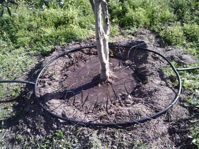 Kit irrigation pour arbre nécessitant 60/65 litre par heure