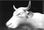 Kuh aus Polyester in Lebensgrösse - Foto 4