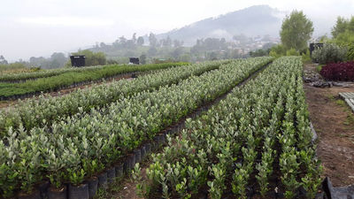 La feijoa una alternativa de cultivo para colombia - Foto 2