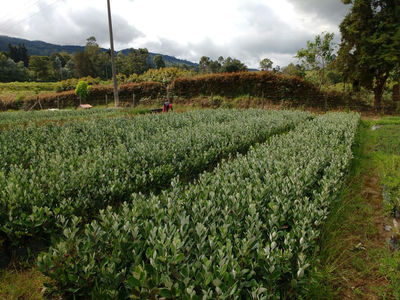 La Feijoa, Una Alternativa Para Cultivos En Colombia - Foto 3