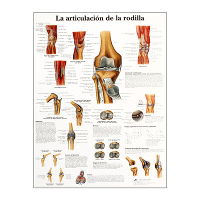Lámina de anatomía: Articulación de la rodilla