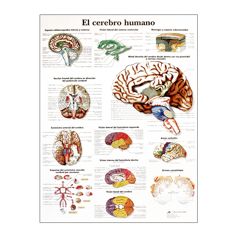 3B Scientific Póster Anatómico, el Esqueleto Humano 