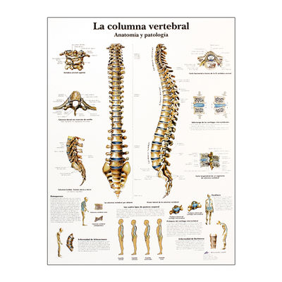 Lámina de anatomía: Columna vertebral