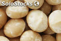 Las nueces de macadamia en venta