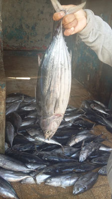 Latas de atun ecuatoriano en aceite y agua