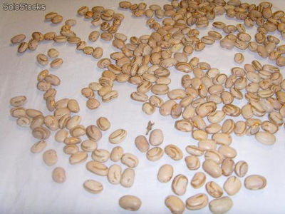 Legumes - fejoa varios