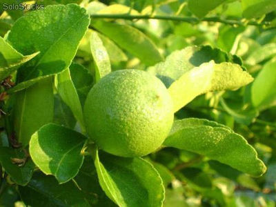 Limon persa - Foto 3