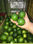 Limon tahiti o lima persa ( tahiti lemon or persian lime) - Foto 3