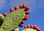 LIQUIDATION Huile de graines de figues de barbarie - Photo 2